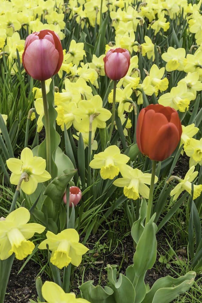 Spring guests Pink and red tulips in a bed of yellow daffodils