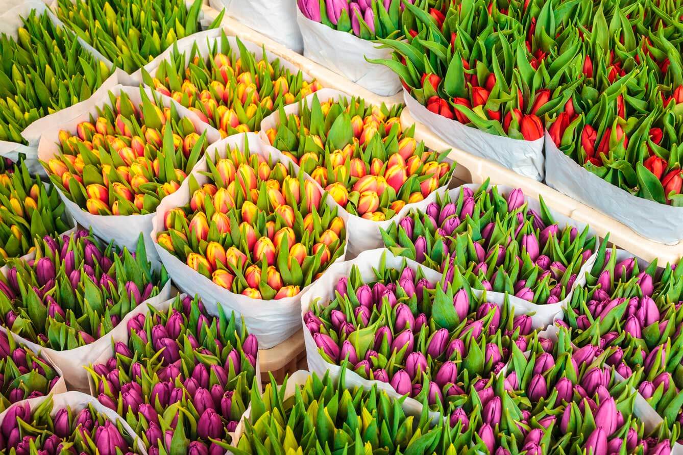 Blomster
