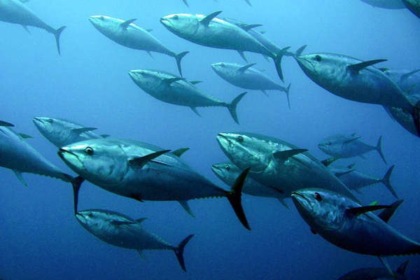 tuna04